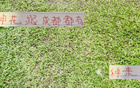 申花引援李可，蓉城租借多特神筆！